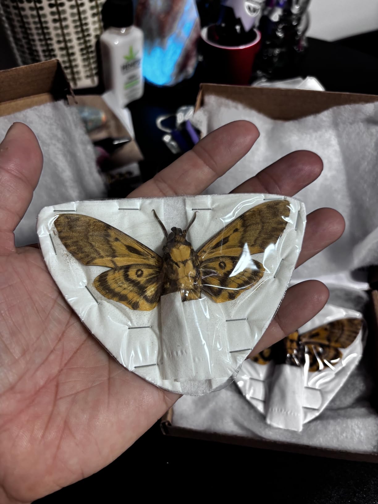 10 Real Cicada Specimens Mounted Taxidermy Bugs Entomology Art Set VESET7 | Preserved Spread Wings, Oddities and Curiosities, Gothic Decor, Science Study, Gallery Display, Collector Gift customer photo 1