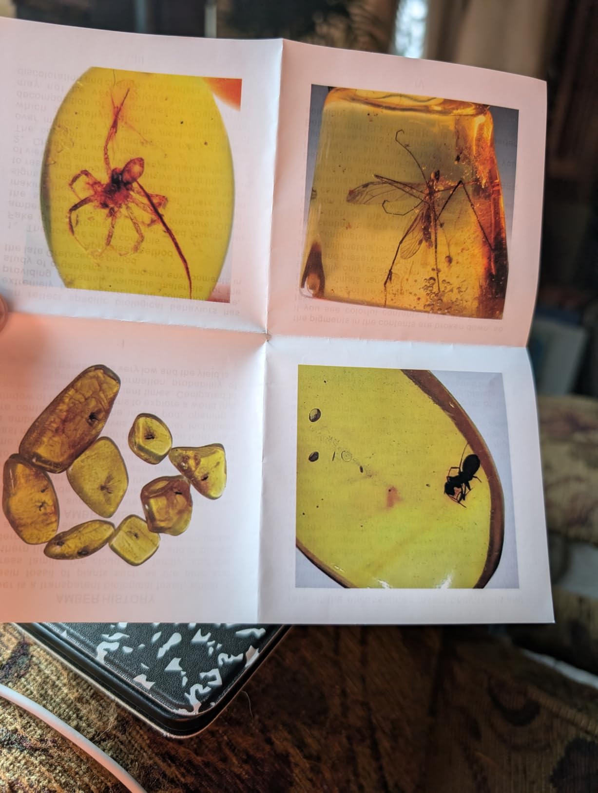 Baltic Amber Natural Fossil Insects, Insects from Millions of Years ago-Four Sets, True Insect Samples - Science Classroom Education Animal Specimens (Medium Amber Fossil Insects) customer photo 2