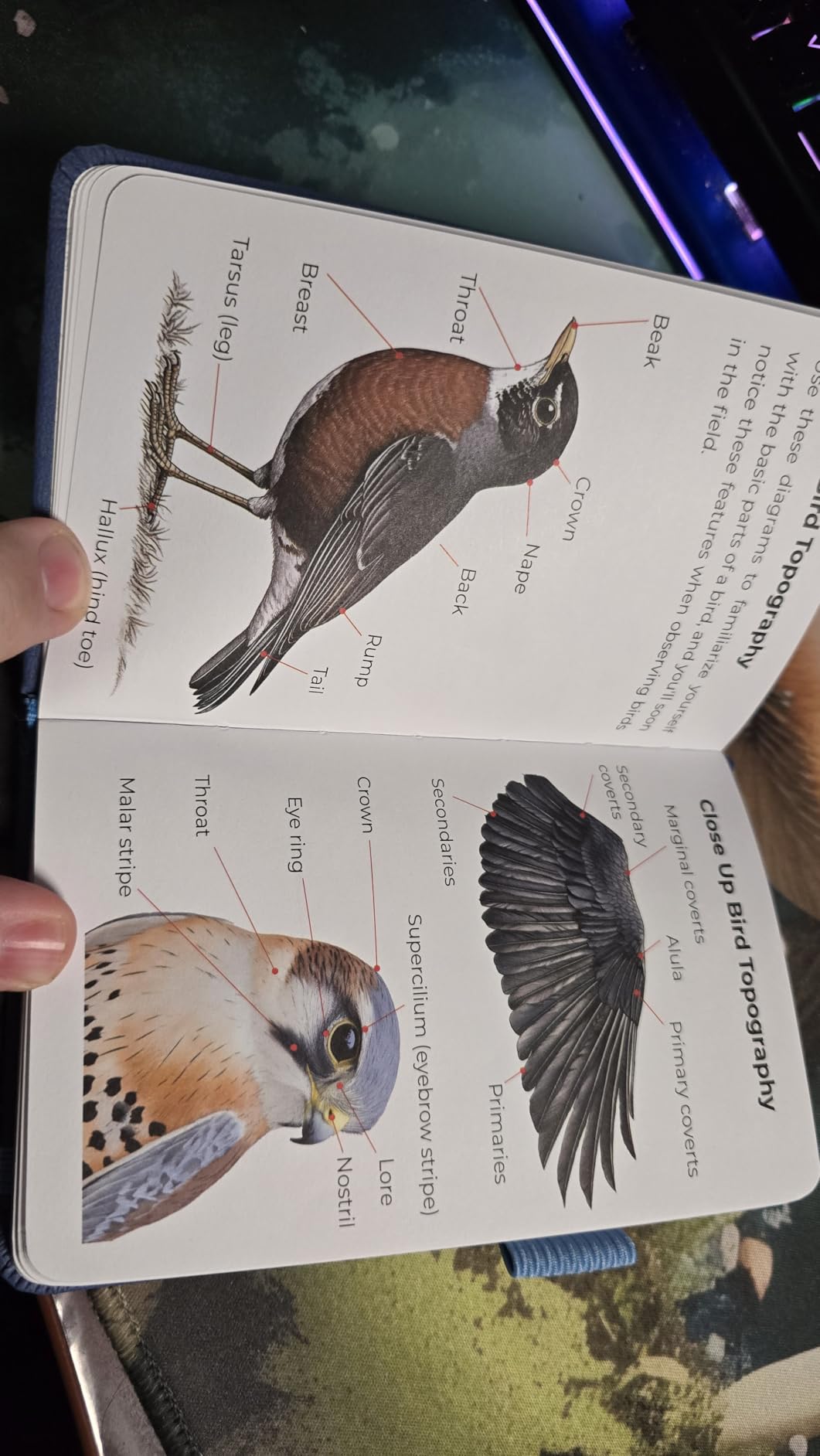 Clever Fox Birding Journal, Bird Watching Notebook for Adults, Forest Green customer photo 1