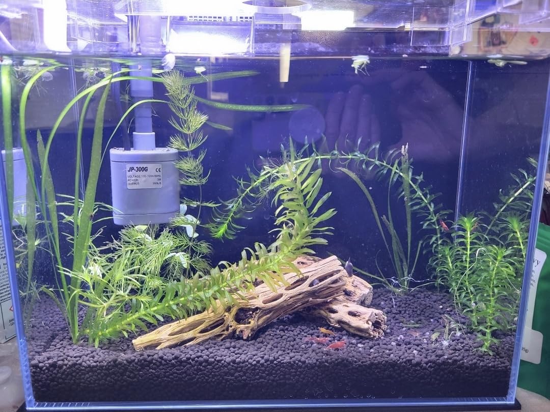 3 Gallon Glass Small Fish Tank, Betta Fish Tank Starter Kit with Filter, Lights, Lid. customer photo 1
