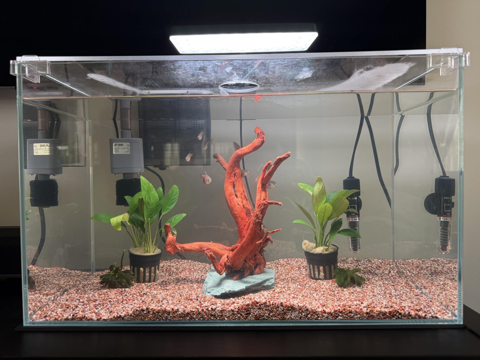 3 Gallon Glass Small Fish Tank, Betta Fish Tank Starter Kit with Filter, Lights, Lid. customer photo 2