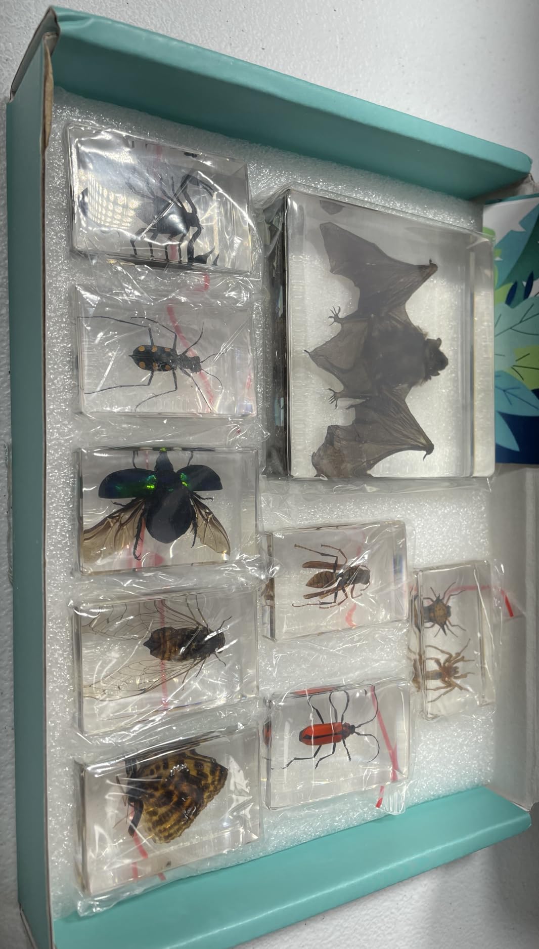 8 Pcs Insects Specimen in Clear Resin, Premium Spider Taxidermy Scorpion Specimens Butterfly customer photo 1