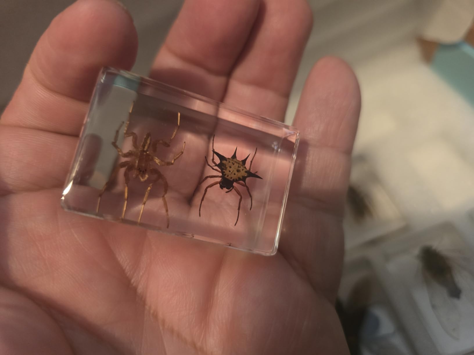 8 Pcs Insects Specimen in Clear Resin, Premium Spider Taxidermy Scorpion Specimens Butterfly customer photo 2