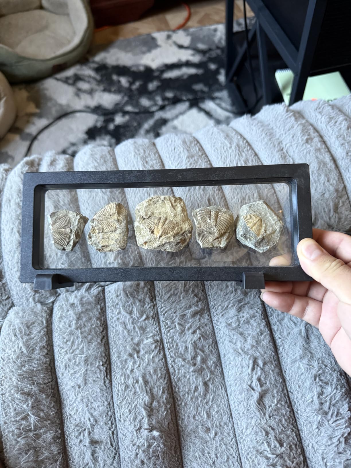 Trilobite Fossil Display Set - 5PCS Authentic Prehistoric Fossils in Rock, Educational Science Specimens for Kids & Adults, Geological Collection, Unique Gift for Collectors and Classroom Use customer photo 1