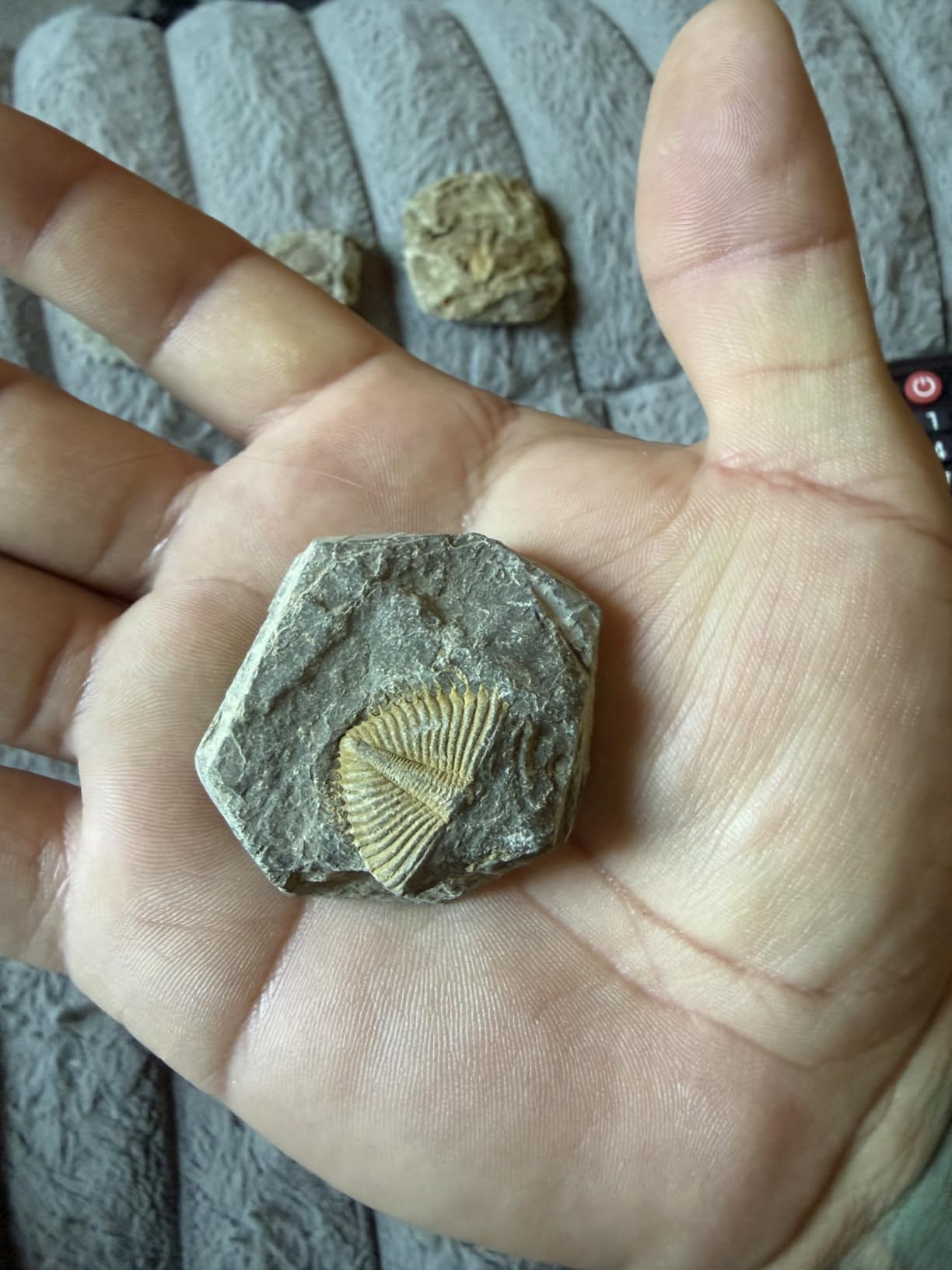 Trilobite Fossil Display Set - 5PCS Authentic Prehistoric Fossils in Rock, Educational Science Specimens for Kids & Adults, Geological Collection, Unique Gift for Collectors and Classroom Use customer photo 2