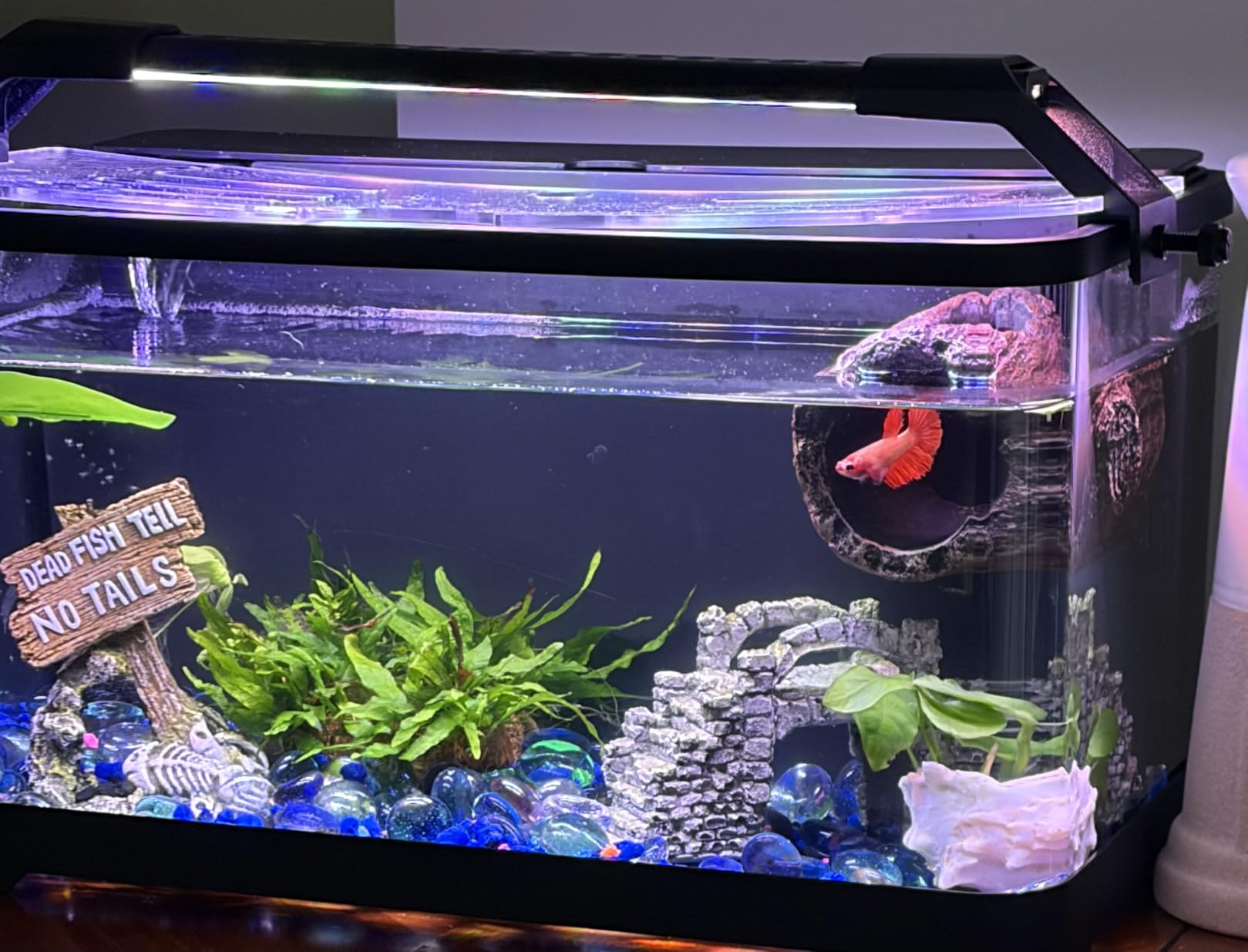 3.5 Gallon Betta Fish Tank, All in One Aquarium Starter Kits with Back Filter, Adjustable Pump, 25W Heater, LED Thermometer, LED Light with Timer & Water Changer Kit, Gifts for Mom Wife customer photo 1