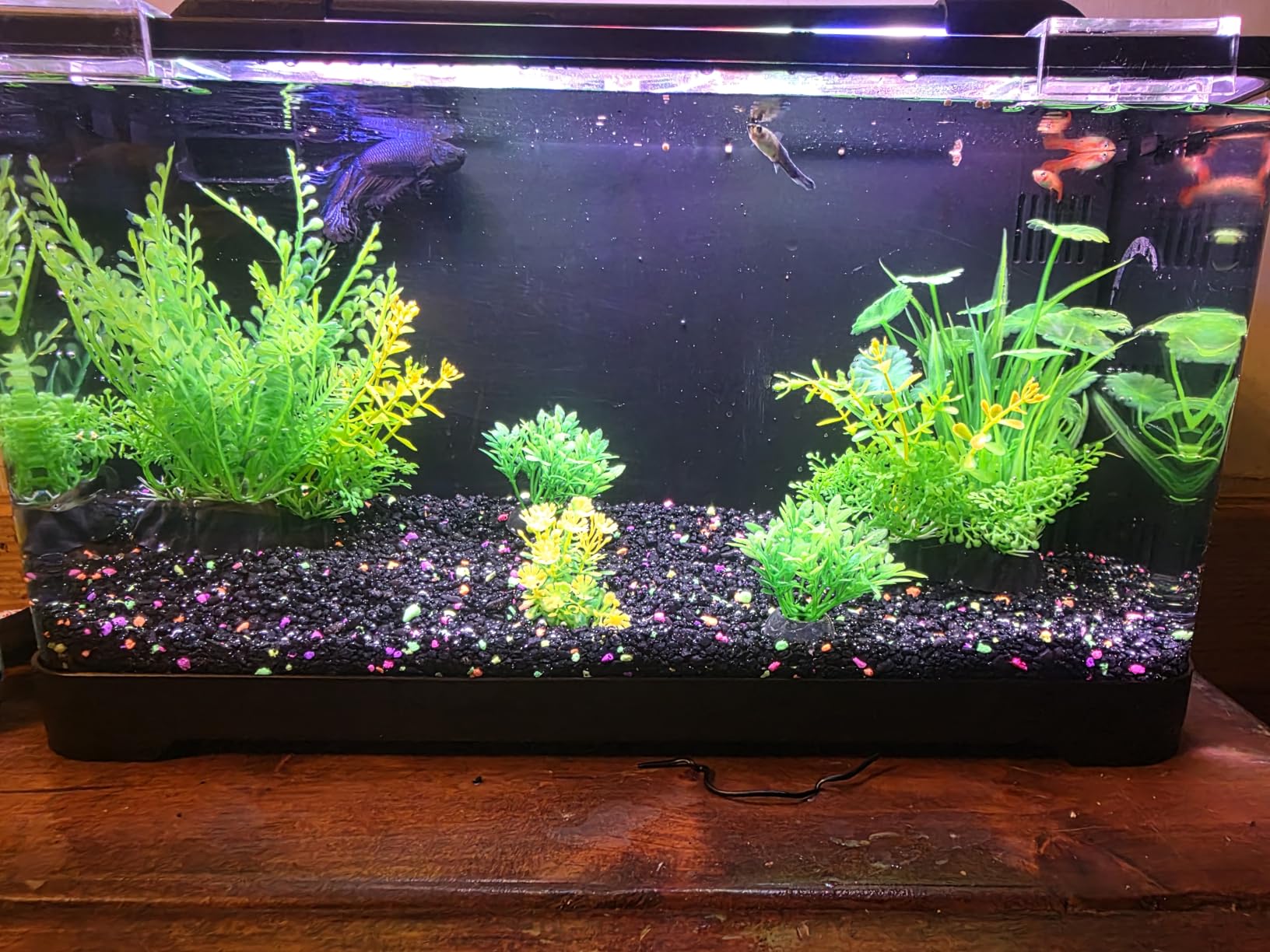 3.5 Gallon Betta Fish Tank, All in One Aquarium Starter Kits with Back Filter, Adjustable Pump, 25W Heater, LED Thermometer, LED Light with Timer & Water Changer Kit, Gifts for Mom Wife customer photo 2